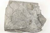 Graptolite (Desmograptus) Fossil - Rochester Shale, NY #203271-1